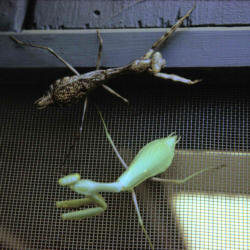 mantis praying giant